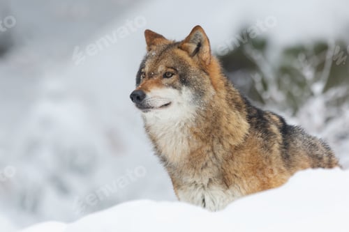 Preview: Red wolf in a forest covered in the snow and trees with a blurry background