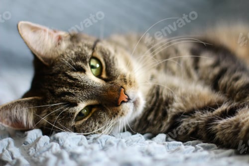 Preview: the grey cat is resting. close-up. cute pets. home comfort and peace
