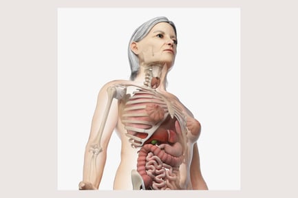 Preview: Elderly Female Anatomy: Skin, Skeleton, Internal Organs
