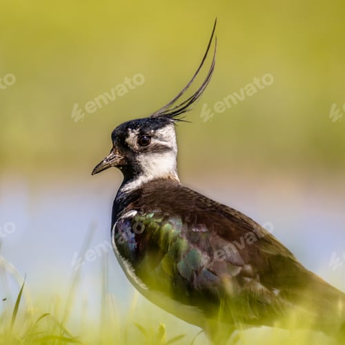 Preview: Portrait of Northern lapwing in grassland habitat