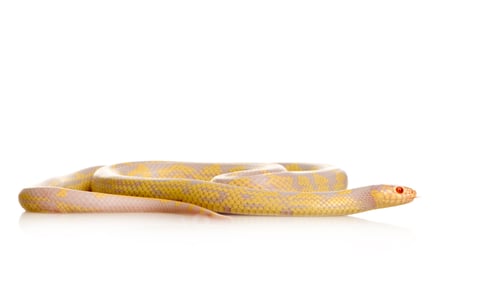 Preview: Corn Snake - Elaphe guttata