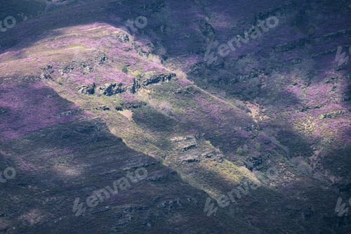 Preview: Flowering of the heather covers extensive areas of the Oribio mountains