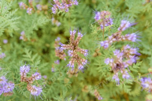 Preview: Phacelia tanacetifolia also known as scorpionweed or heliotrope growing in field as cover crop