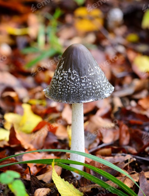 Preview: Autumn mushroom (Coprinopsis picacea) in the forest