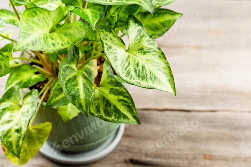 Preview: Green leaves Syngonium podophyllum on wooden table