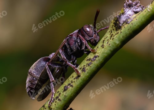 Preview: Close up of insect sitting on a green branch