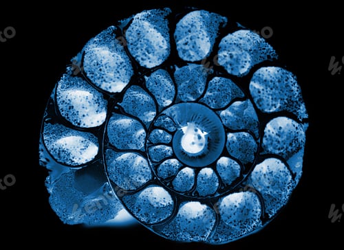Preview: X-ray effect cockleshell