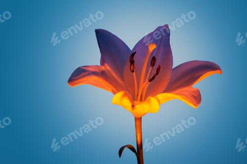 Preview: Lily flower under colorful neon light