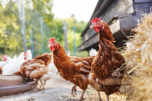 Preview: Brown hen pecking at feed in sunny farm yard, free range chickens on eco farm
