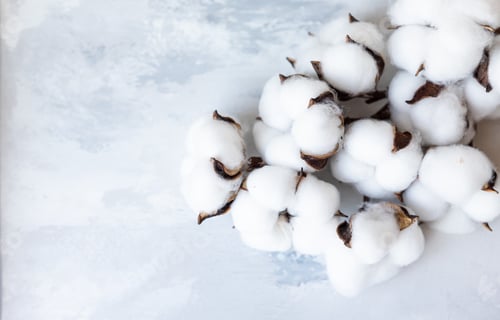 Preview: White fluffy cotton flowers Natural organic fiber. Fabric raw material. Flat lay