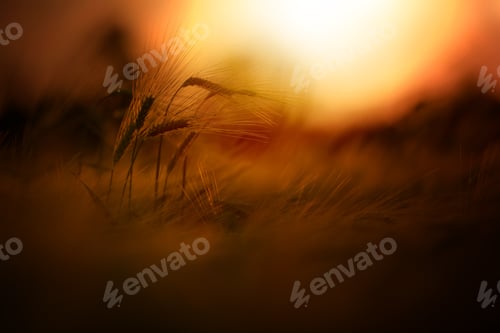 Preview: Sunset in the wheat field, beautiful bright color