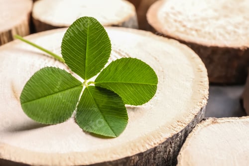 Preview: Green four-leaf clover on wooden background