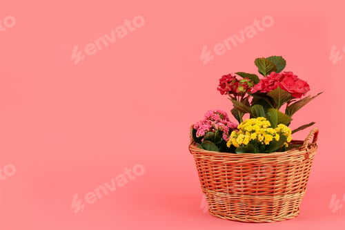 Preview: Wicker basket with flowers on pink background, space for text