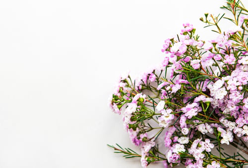 Preview: Pink flowers