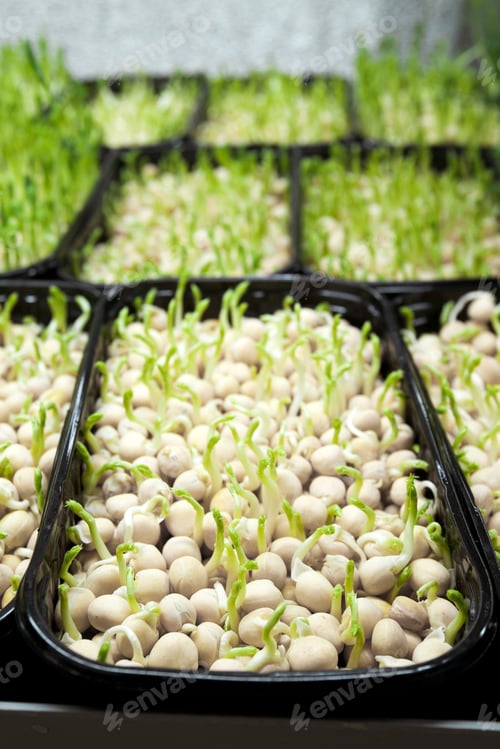 Preview: Homemade microgreen farm with pea sprouts of micro greens in the greenhouse. Growing seeds.