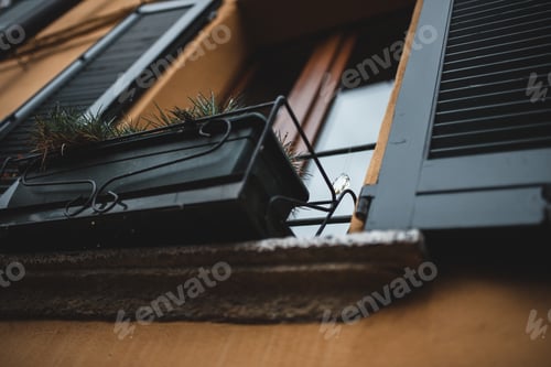 Preview: Grass in container on window sill