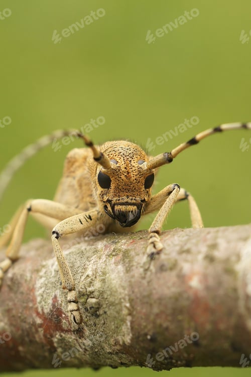Preview: Vertical closeup on a Poplar Longhorned Beetle, Saperda carcharias sitting on a tree trunk