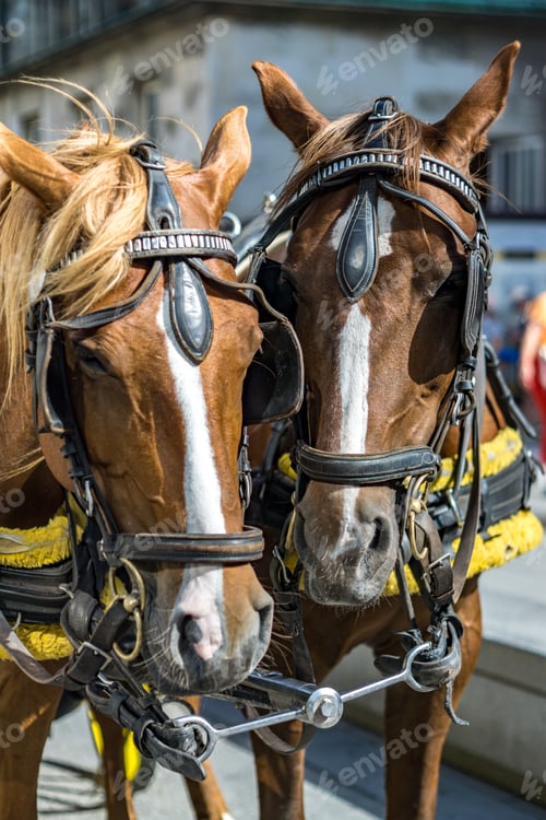 Preview: Two horses portrait