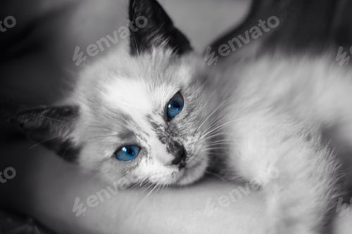 Preview: Cute cat with blue eyes