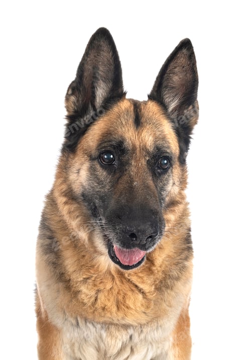 Preview: german shepherd in studio