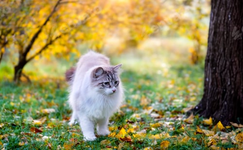 Preview: birman cat in nature