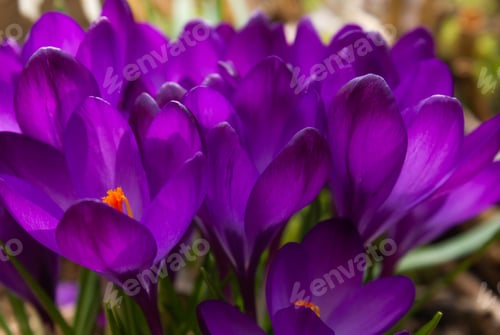 Preview: Purple Crocus Flowers in Spring background.