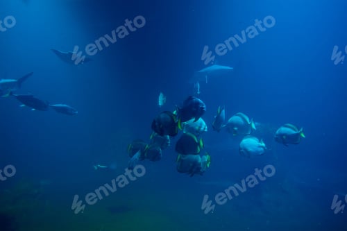 Preview: Shart and other sea fishes in aquarium, sea life