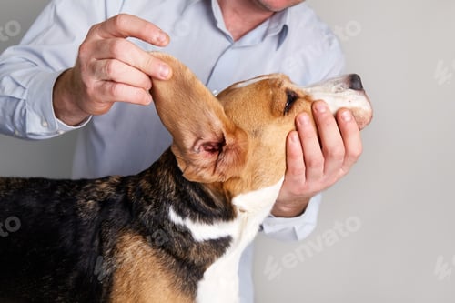 Preview: A veterinarian checks the ears of a beagle dog