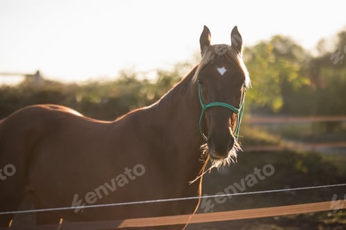 Preview: Portrait of brown horse standing at barn
