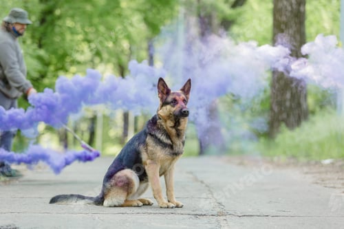 Preview: Portrait of a German shepherd dog. Dog outdoor. Purebred dog.