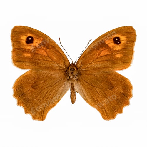 Preview: Meadow brown butterfly