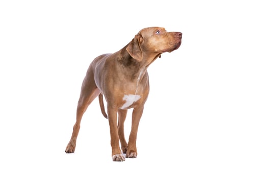 Preview: dog