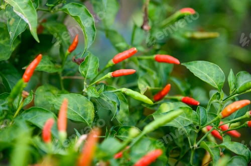 Preview: Colorful Thai Chili Pepper on tree