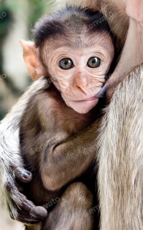 Preview: Mother and child Macaque monkey in the batu caves of malaysia
