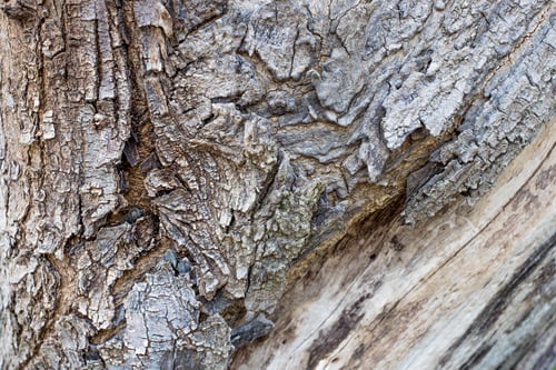 Preview: Close up big tree bark texture background,Natural background