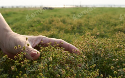 Preview: Woman hand and soft grass in nature