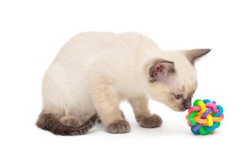 Preview: Small Siamese kitten and toy