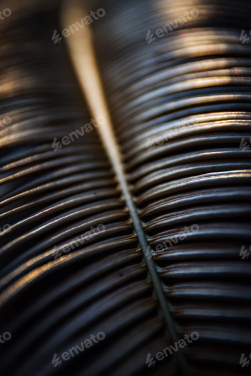 Preview: Dried palm leaf macro details short depth of field