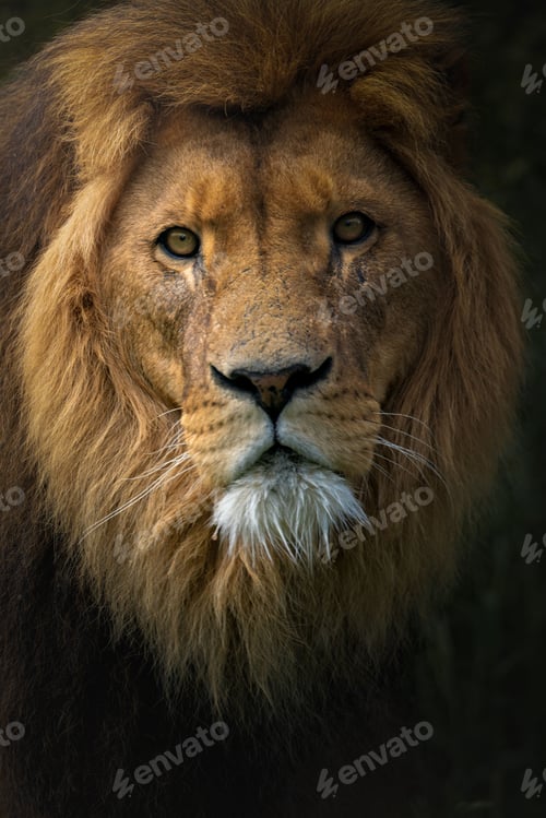 Preview: Close-up portrait of a majestic lion with a detailed mane in natural lighting.