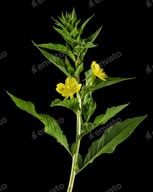 Preview: Oenothera biennis, common evening-primrose, Isolated on black background