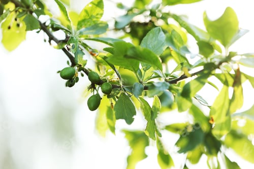 Preview: fresh green unripe plums on a branch of tree with sunlight. fruits garden in a spring sunny day.
