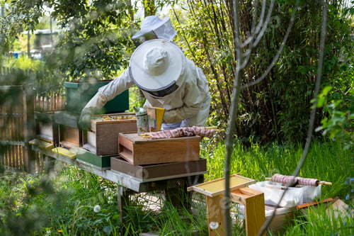 Preview: Couple male and female tending to bee hive at the bottom of garden for honey. Inspecting the hive