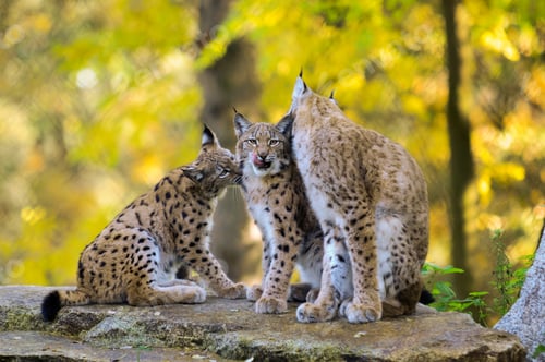 Preview: Lynx family