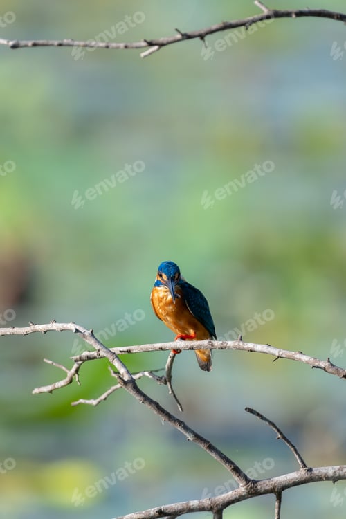 Preview: Kingfisher with a small catch, bird perch on a bare tree branch above the lake.
