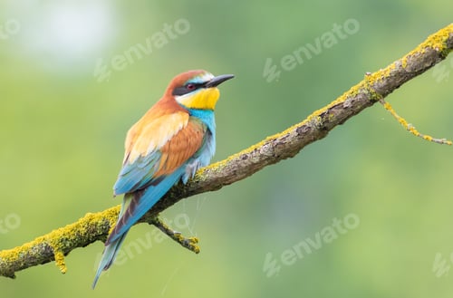 Preview: European bee-eater, merops apiaster. Early in the morning, a bird sits on a beautiful branch
