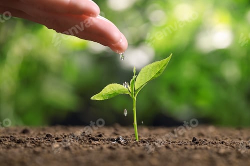 Preview: Woman pouring water on young seedling in soil against blurred background, closeup