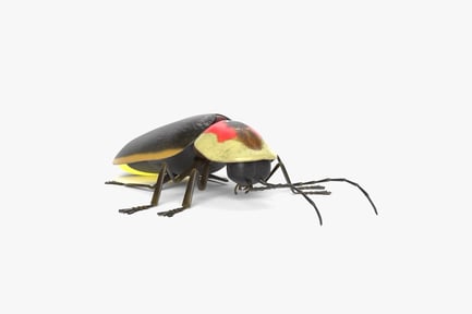 Preview: Luminous Firefly Beetle with Glowing Abdomen