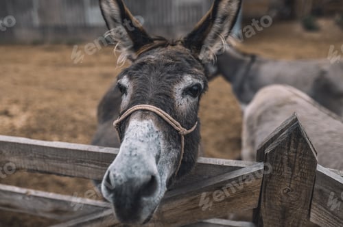 Preview: Close up of a donekys head