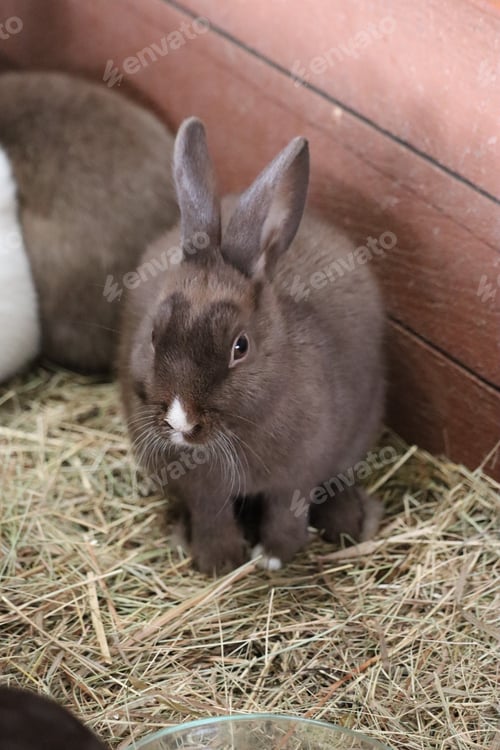 Preview: Rabbits in a cage with hay
