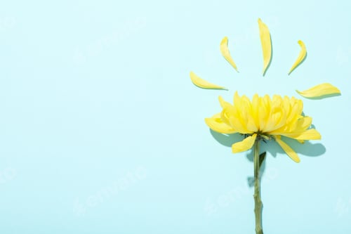 Preview: Beautiful, fresh flowers on a blue background.
